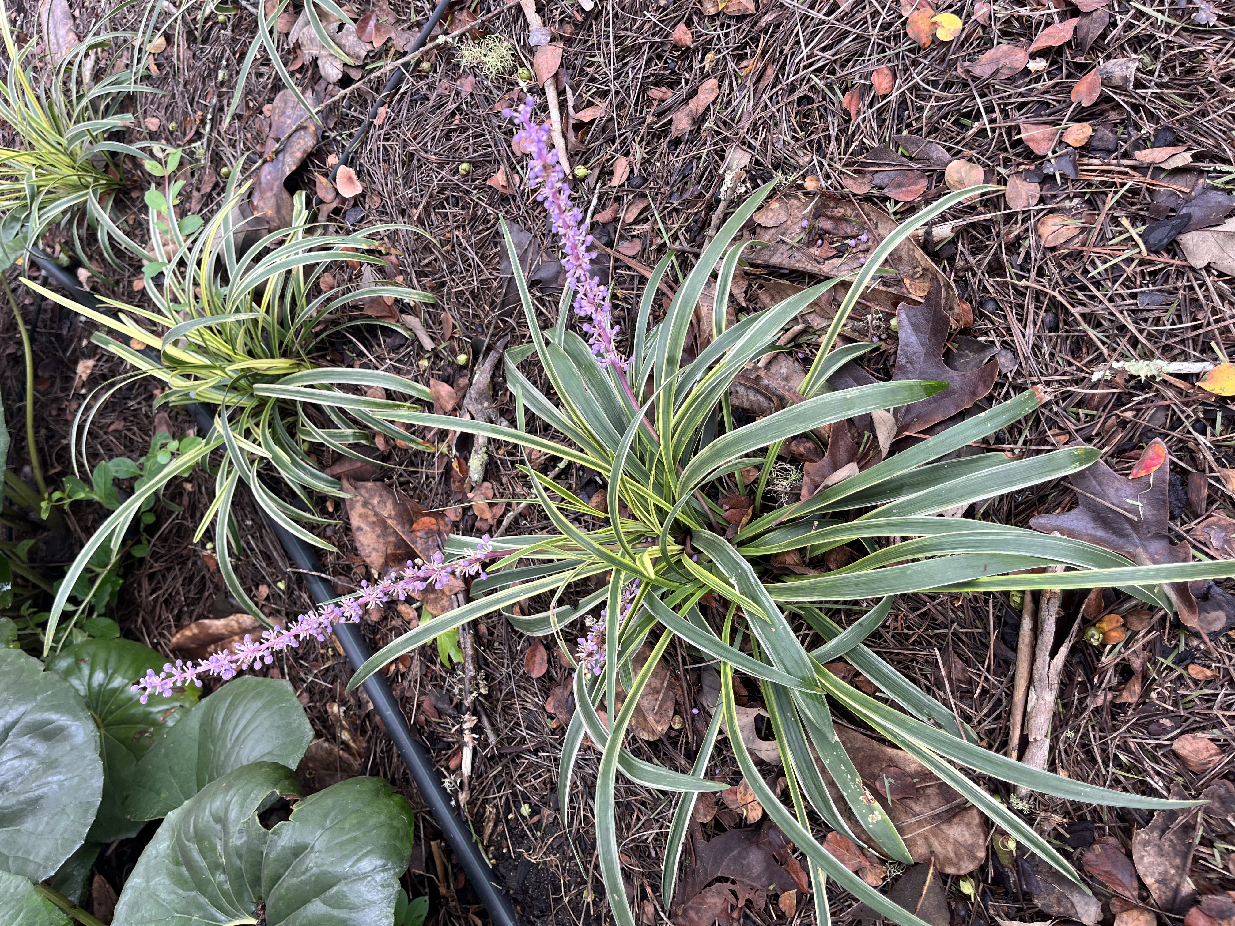 liriope image 2.jpg thumbnail